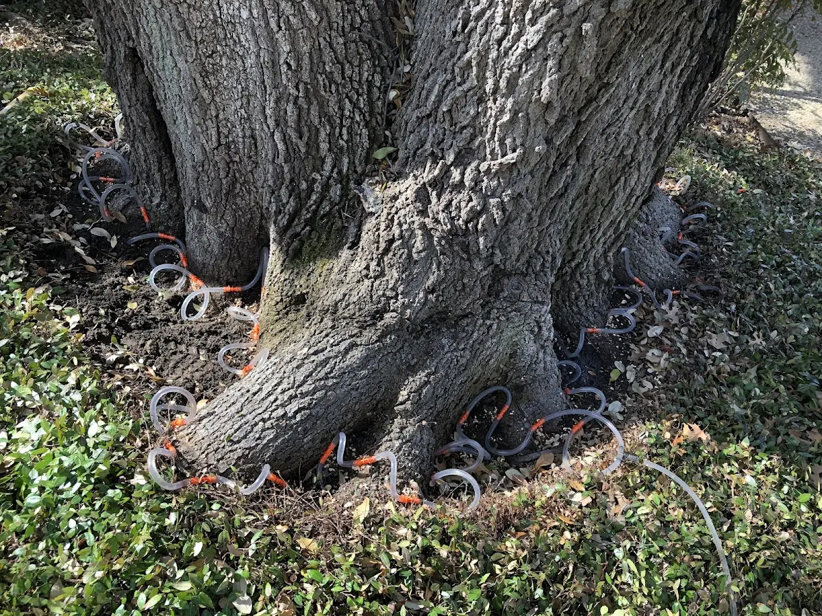 Detailed Tree Cabling and Bracing job site in Loyalhanna