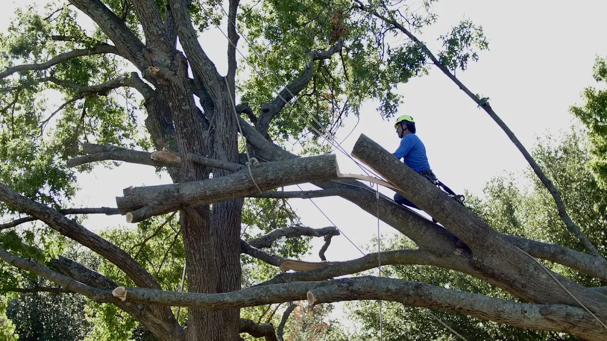 Professional Crown Thinning performed by certified arborists in Loyalhanna