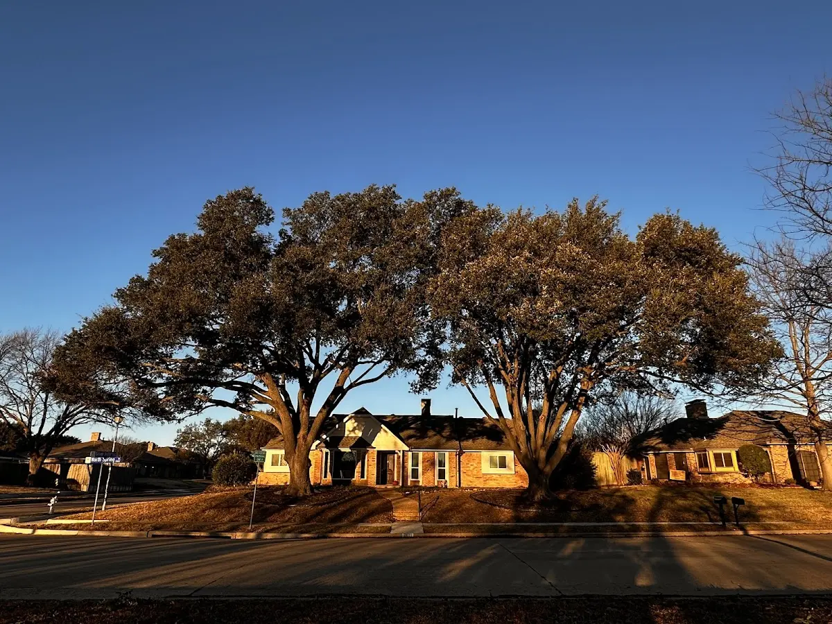 Established residential canopy tree shading a home in Loyalhanna