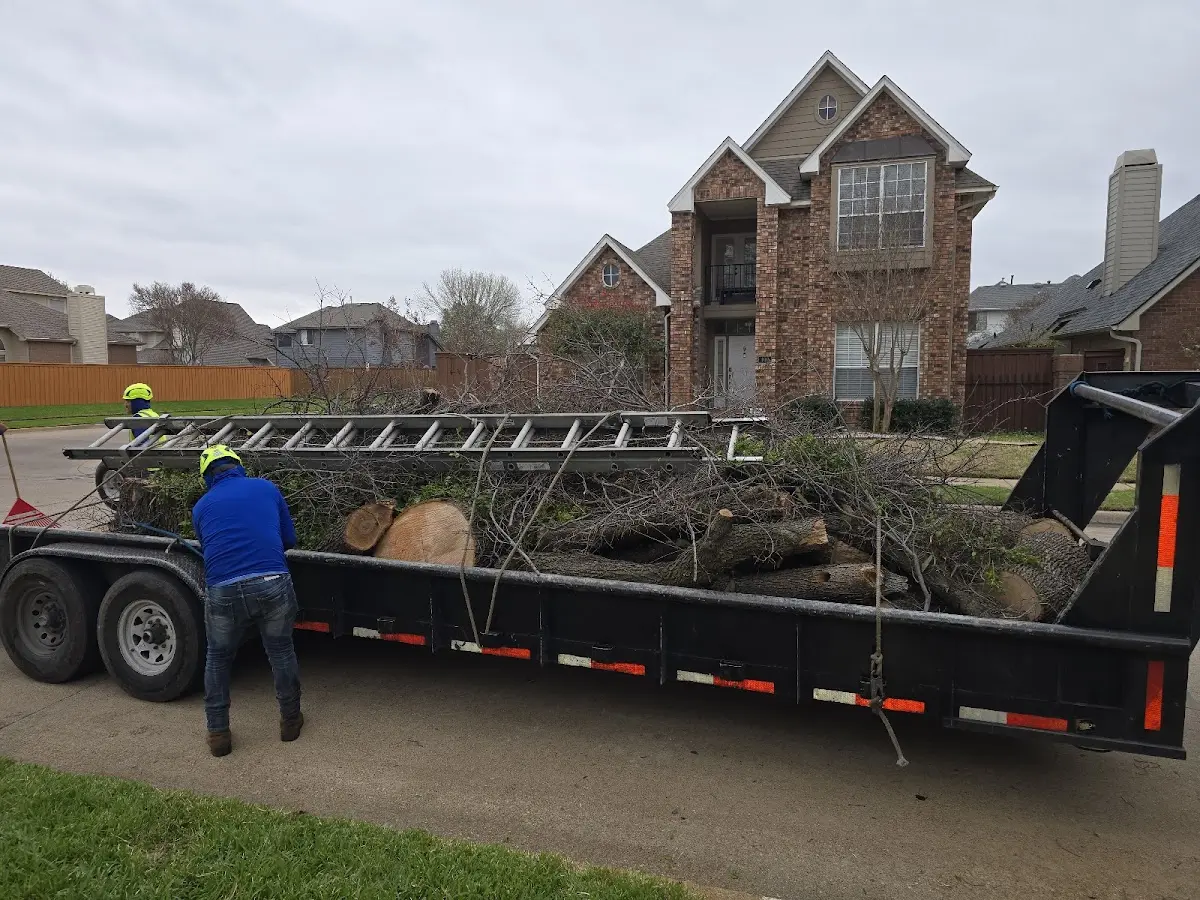 Expert Tree Removal with proper safety equipment in Loyalhanna